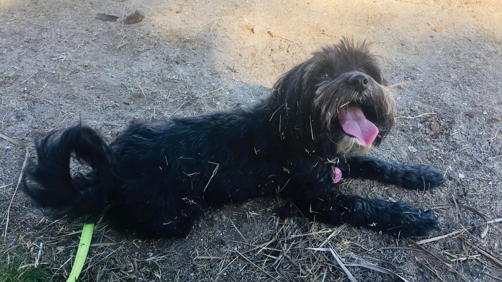 Meet Princess Leia, one of doggos.