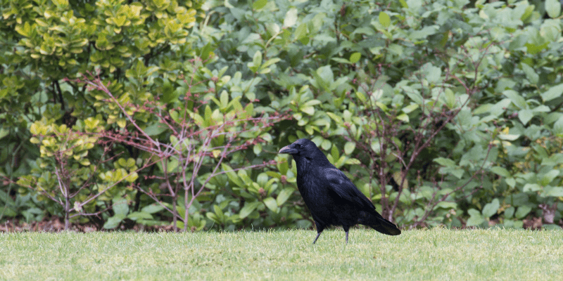 With no commute I get to try and tame wild birds in my garden.